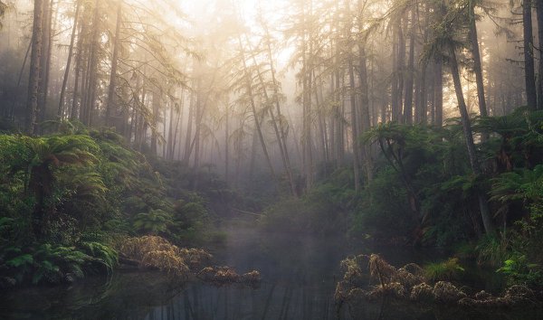 RT03 - Foggy dream - Whakarewarewa Forest, Bay of Plenty.jpg